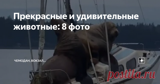 Прекрасные и удивительные животные: 8 фото Взгляните на нашу подборку запоминающихся изображений животных, нацеленных на глубину людского сердца, любящих и ценящих природу. Нам до сих пор есть чем вас удивить, а все благодаря всем тем людям, которые любят фотографировать диких животных и природу. Их глазами сегодня мы сможем увидеть необыкновенные моменты, свидетелями которых посчастливилось стать авторам опубликованных работ. Приятного просмотра! 1. Морские львы забрались...