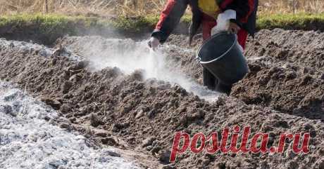 Сколько извести нужно вносить в почву на участке