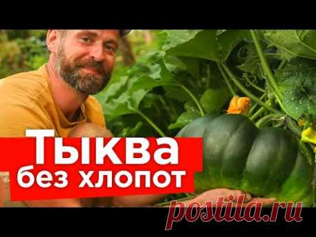 ОГРОМНЫЙ УРОЖАЙ ТЫКВЫ БЕЗ ПОДКОРМОК И ПОЛИВОВ! Как вырастить сладкие и крупные тыквы без ухода