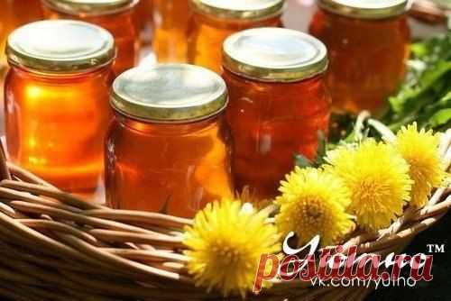 Одуванчик поможет от переутомления и восстановит силы