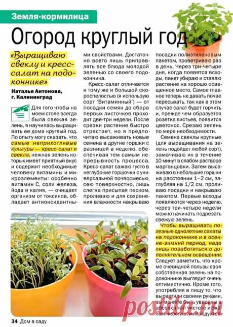 Свекла и кресс-салат на подоконнике