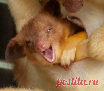 Древесные кенгуру, напоминают маленьких медведей