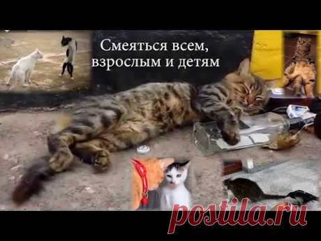 Самая смешная подборка домашних котиков и кошек