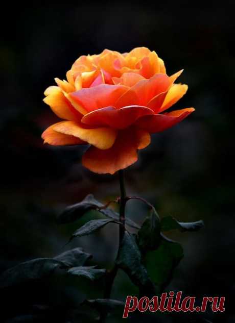 The Fatal Gift of Beauty  |  Pinterest • Всемирный каталог идей