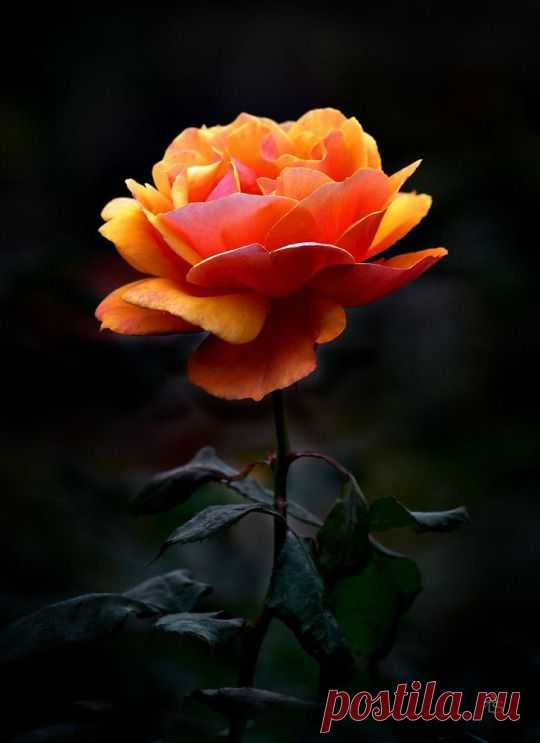 The Fatal Gift of Beauty  |  Pinterest • Всемирный каталог идей