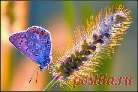 Красивые макроснимки насекомых