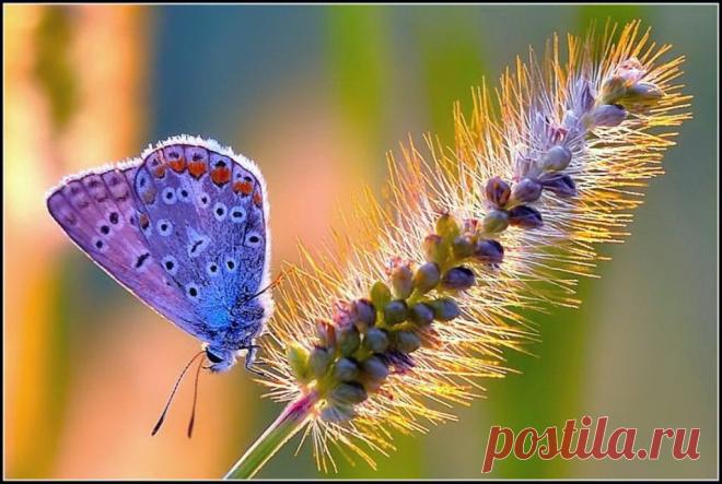 Красивые макроснимки насекомых