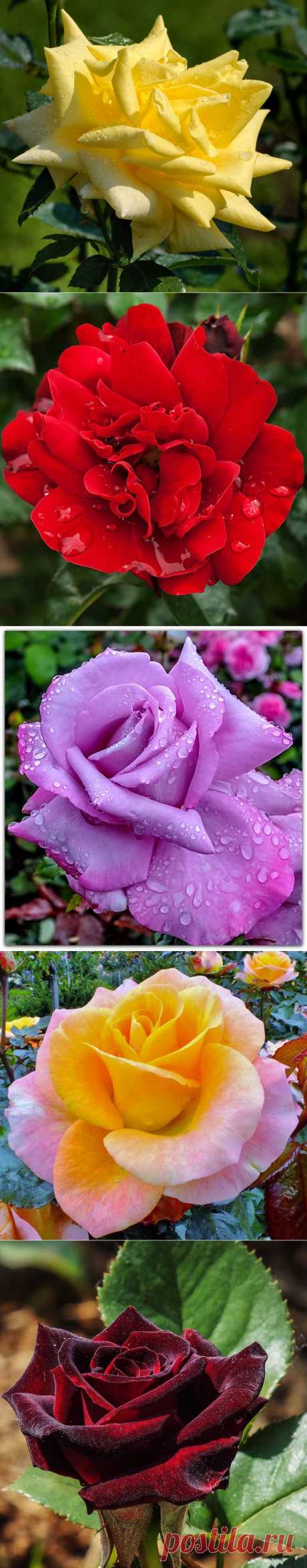 цитата Tosichka3 : Розы для Вас!!! Вспоминая прекрасное лето:))) (23:16 30-01-2014) [4843656/310675017] - mvlasova-572011@bk.ru - Почта Mail.Ru