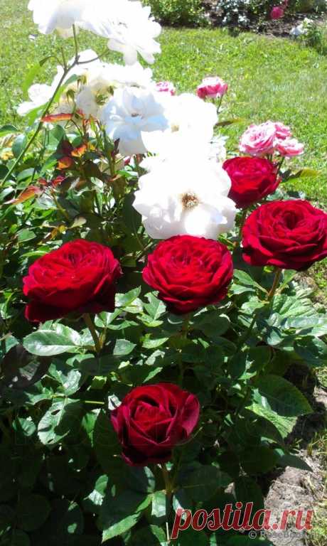 Сад Сергея Маланина | Самоцветик