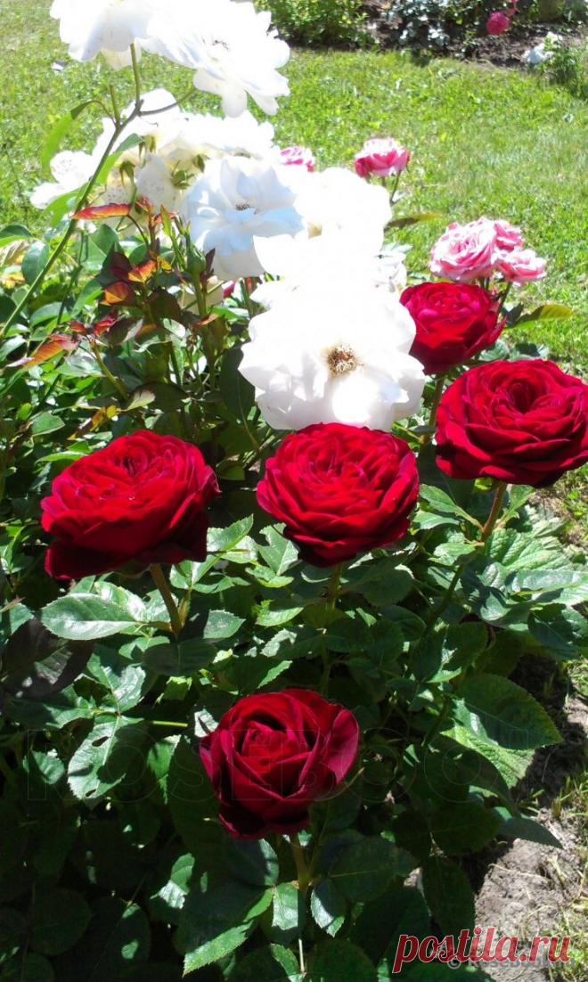 Сад Сергея Маланина | Самоцветик