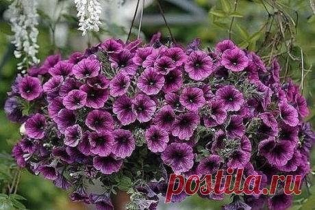 Формула обильного цветения петуний
Секрет успеха в выращивании петунии прост: большая емкость + регулярные подкормки и достаточный полив + удаление отцветших цветков. 
1. Корневая система у петунии очень мощная, поэтому земли ей нужно довольно много: 5л грунта на одно растение. В контейнер или горшок объемом 10 л можно сажать только 2 петунии.