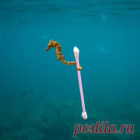 Фотомодели животного мира: 13 фаворитов конкурса фотографий дикой природы