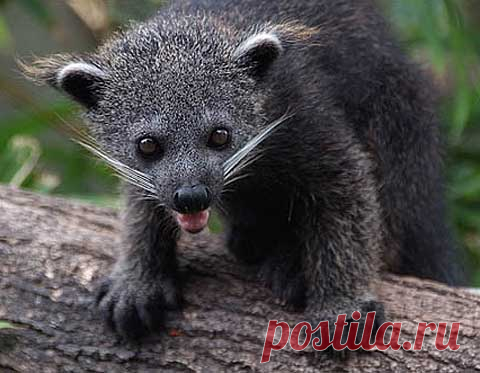 Binturong - Asian Bearcat with Large Bushy Tail | Animal Pictures and Facts | FactZoo.com