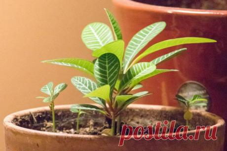 Молочай Беложильчатый: уход в домашних условиях, вред и польза, фото