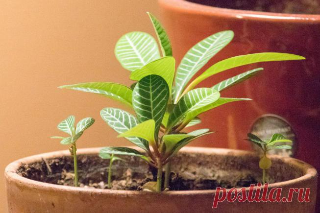 Молочай Беложильчатый: уход в домашних условиях, вред и польза, фото