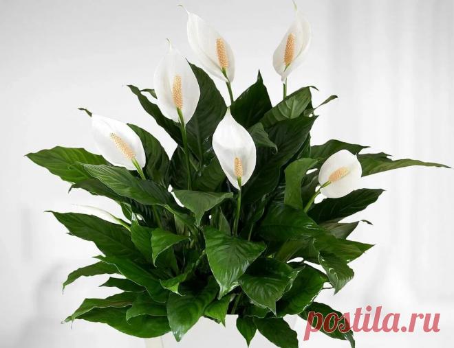 Сергей Власов (СЕВЛ) — Яндекс Кью