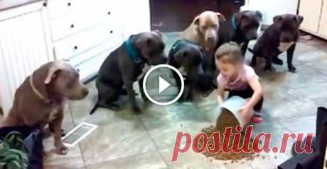 Она хотела просто покормить собачек! У многих сложился стереотип, что питбуль — это очень опасная порода собак. Но этот видеоролик доказывает обратное. Женщина сняла на камеру, как её четырёхлетняя дочурка кормит шесть огромных питбулей. Удивляет то, как собаки смирно сидят и ждут разрешения своей маленькой хозяйки начать трапезу.