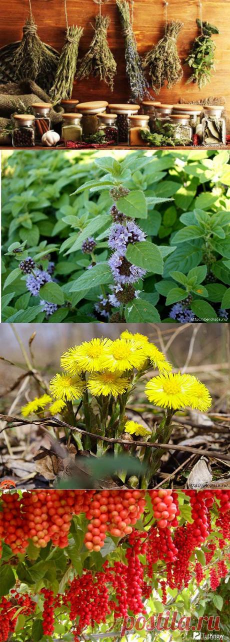 Рецепты народной медицины от хронического бронхита.