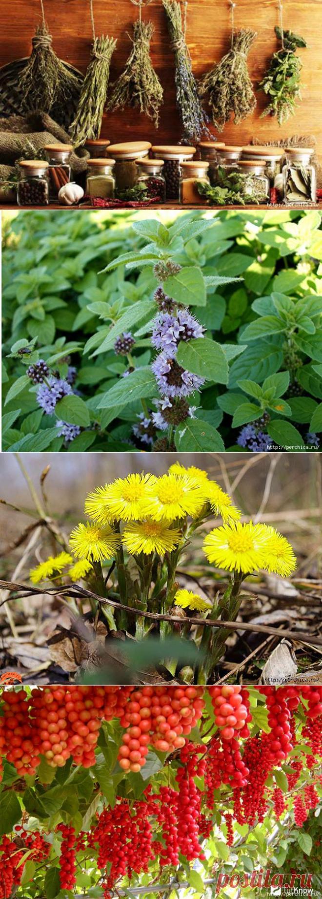 Рецепты народной медицины от хронического бронхита.