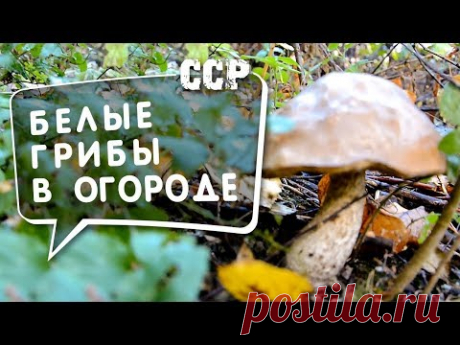 ГРИБЫ В ОГОРОДЕ. Способ 1. Как вырастить белые грибы на своем участке. ССР - советы и рекомендации - YouTube