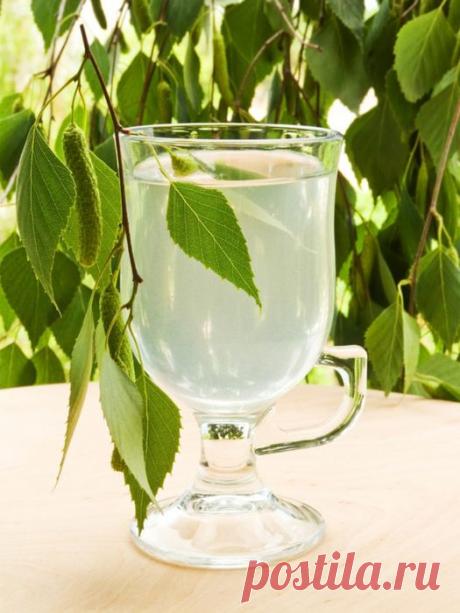 Как правильно собирать березовый сок.