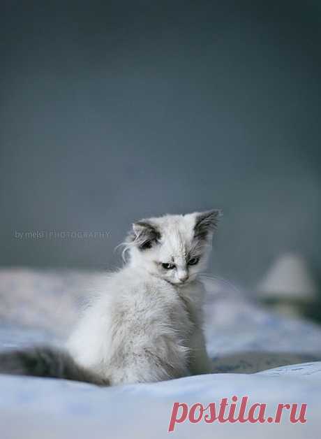 Cute Ruby | Flickr - Photo Sharing!