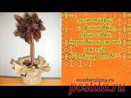 Экотопиарий из финиковых, абрикосовых, терновых косточек и желудя «Львиная голова».