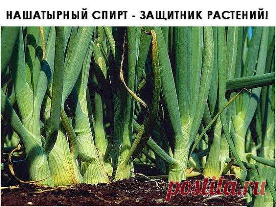 НАШАТЫРНЫЙ СПИРТ - ЗАЩИТНИК РАСТЕНИЙ!
   Заметили, что у лука побледнели и приобрели желтоватый оттенок перышки? Это он сигналит вам, что голодает из-за нехватки азота. Помогите ему, подкормив раствором нашатырного спирта.
    Разбавьте в 10-литровом ведре воды 3 ст. ложки нашатыря и вечером пролейте грядки с лучком (под корешок). Такой ядреный раствор не только подкормит, но и отпугнет луковую муху.
   Оказывается, раствор аммиака, может существенно облегчить жизнь дачников-любителей, защищ