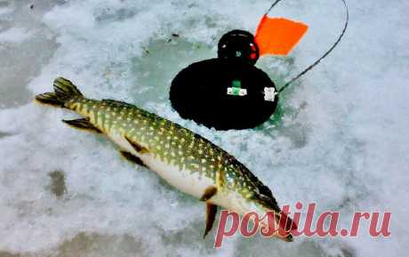 Инструкция от А до Я. Как поймать щуку на жерлицу новичку