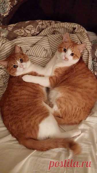 Эти папараци совсем обнаглели.  готовы в постель забраться .Ну. и  что уставился!
Пошёл вон!!!