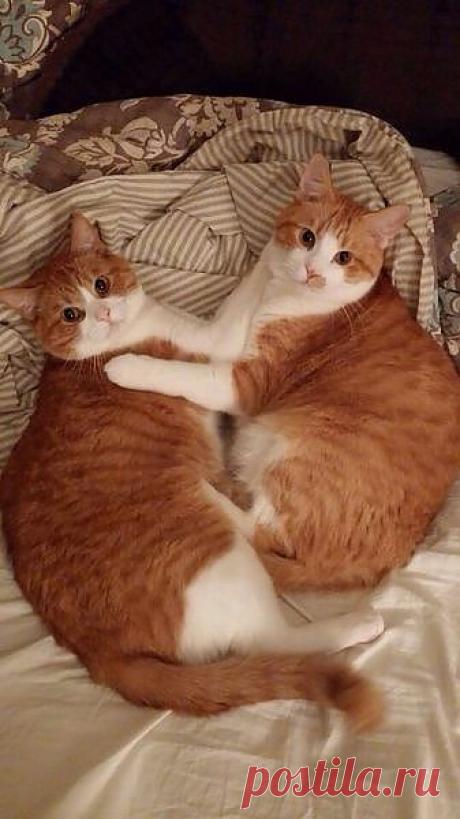 Эти папараци совсем обнаглели.  готовы в постель забраться .Ну. и  что уставился!
Пошёл вон!!!