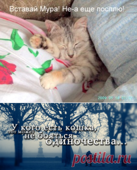 Лечим кошку | Мир Женщины/Когда ветеринарное обслуживание недоступно сами лечим кошку.Наш питомец тоже страдает от простудных заболеваний лечим кошку не откладывая