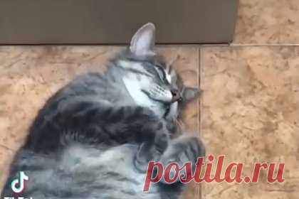 Уволенный из-за доноса кот Сергей получил предложение о работе от кота Франца. Уволенного из магазина в Зеленоградске кота Сергея позвали работать в комитет по государственному контролю, использованию и охране памятников истории и культуры (КГИОП) Санкт-Петербурга. Предложение Сергею сделал кот Франц, который служит помощником советника председателя КГИОП по вопросам уюта.