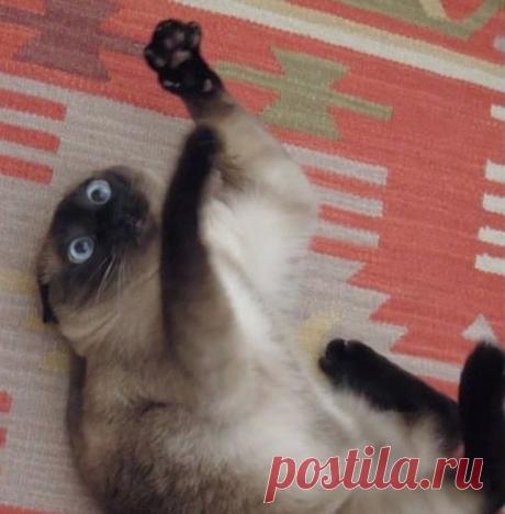 Коты и валерьянка. Есть контакт!