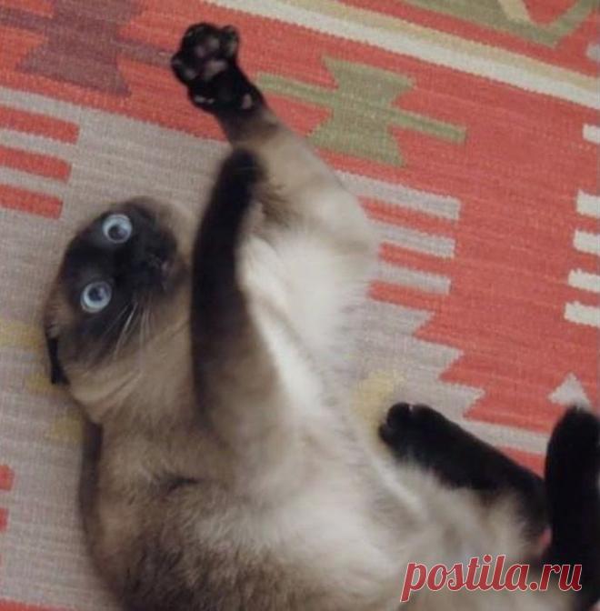 Коты и валерьянка. Есть контакт!