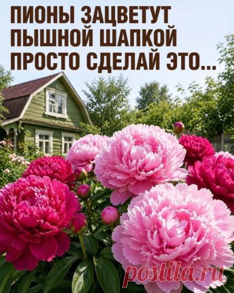 Ваши пионы зацветут пышной шапкой, просто сделайте это 🌸

 Листайте картинки и сохраняйте, чтобы не забыть!