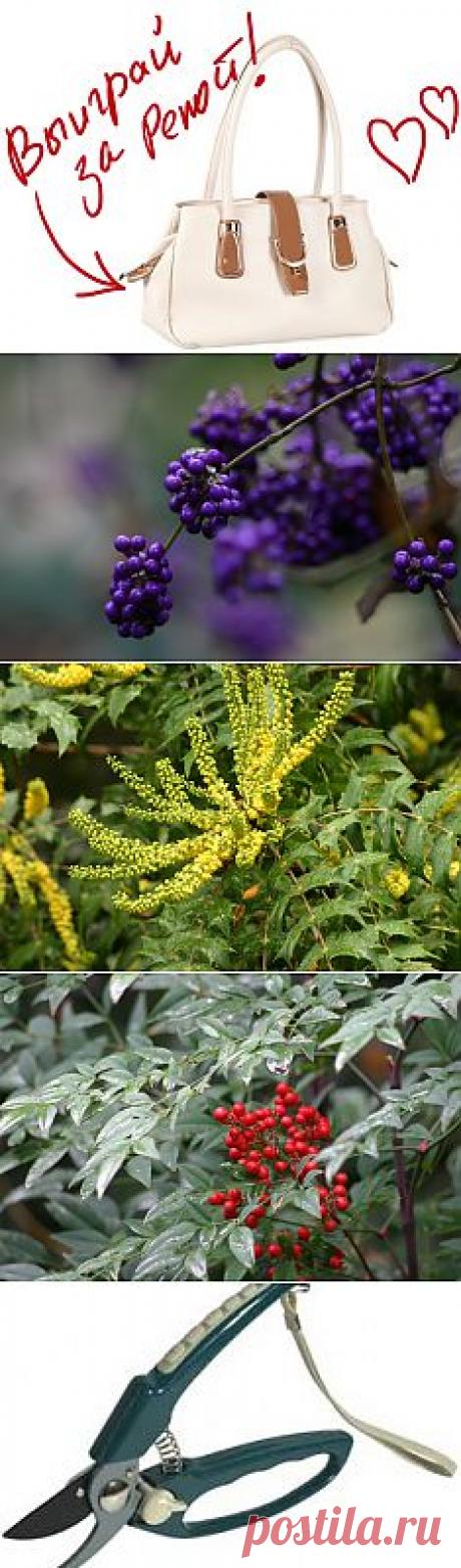 Обрезка декоративных древесных растений - 5. Выиграйте стильную сумку от интернет-магазина Клуб Красоты, разместив любой пост с сайта 7dach.ru в Постиле. Чем больше постов - тем выше шансы. Розыгрыш состоится в понедельник, 16 декабря. В акции участвуют все посты, которые содержат этот текст и фото сумки!