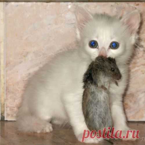 Поведение домашних кошек)