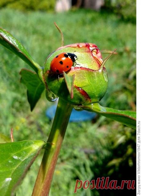 Пионы стали обильно выделять сок. Это нормальное явление или нет? - ответы экспертов 7dach.ru