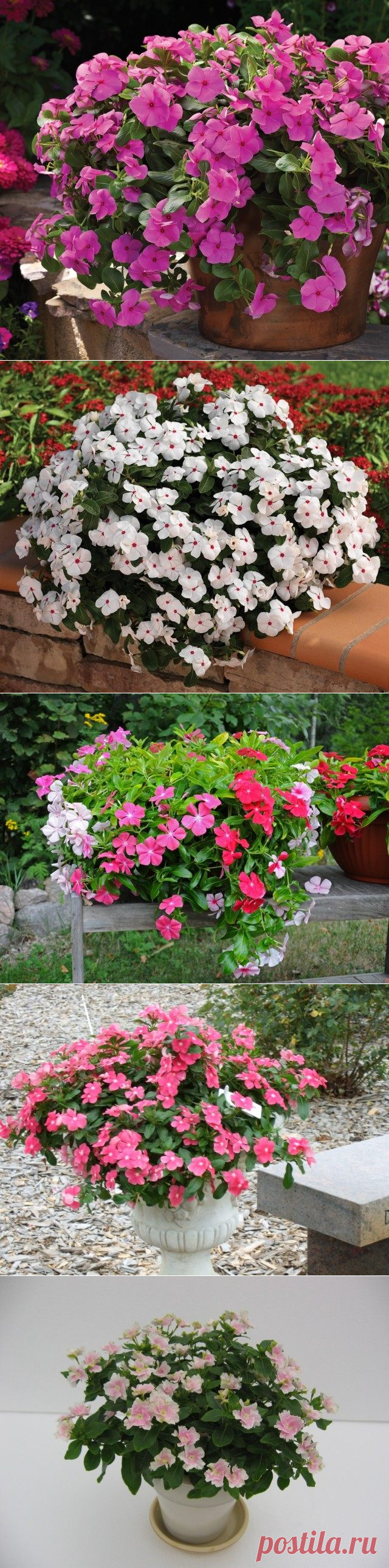 Жизнерадостная красота катарантуса.