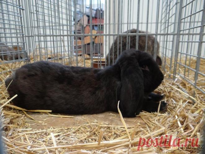 Зоорынок - продажа животных в Казахстане. Продаю Кроликов Разных пород.