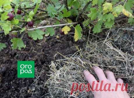 Почему сохнет крыжовник и как ему помочь | Смородина, крыжовник (Огород.ru)