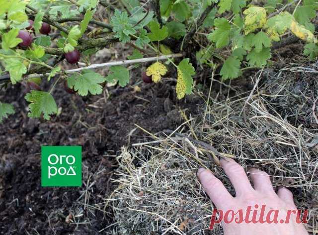 Почему сохнет крыжовник и как ему помочь | Смородина, крыжовник (Огород.ru)