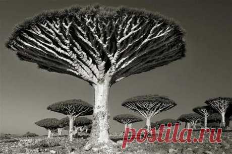 20 самых старых и удивительных деревьев Земли