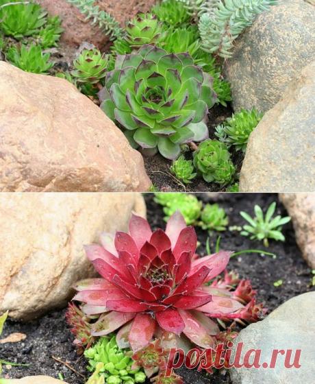 Молодило (каменная роза) | НА ЗАВАЛИНКЕ