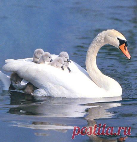 кузьма: лучше калымить на гондурасе,чем гондурасить на колыме!