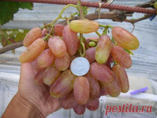 Как выращивают виноград на севере Украины