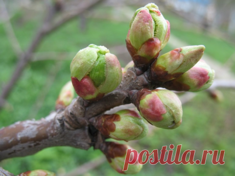 Вот как увеличить количество плодовых почек на яблоне и груше