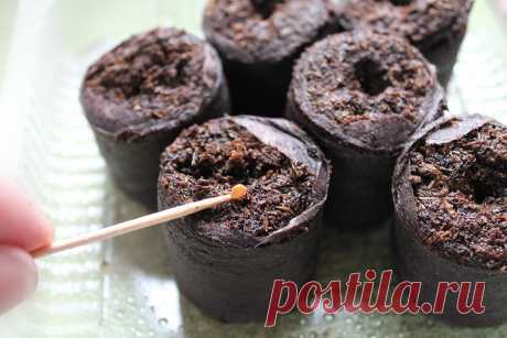 Gardening | Как правильно сажать томаты и баклажаны на рассаду, чтобы получить большой урожай