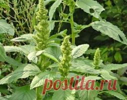 Щирица угрожает фермерским хозяйствам - Садоводка